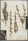 Foto von Salix repens subsp. repens L.